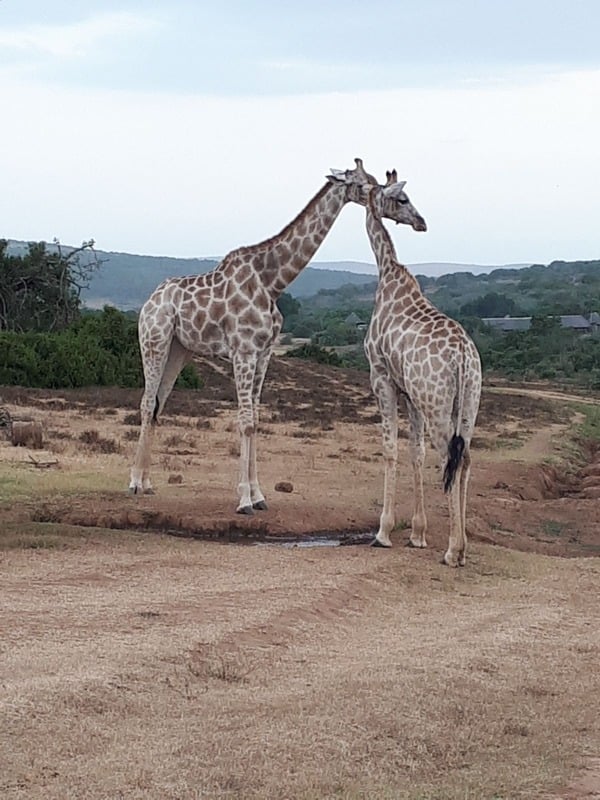 Klares Wasser des Roten Meeres